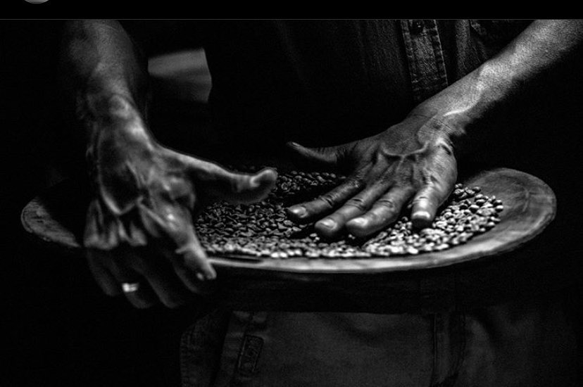 Organic coffee plantation in Costa Rica — street photograph by Hamudi Leon